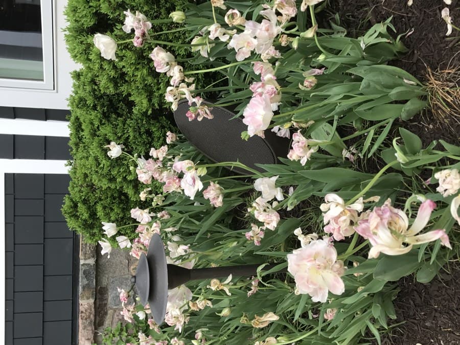 Coastal Source audio bollard set in a flowerbed